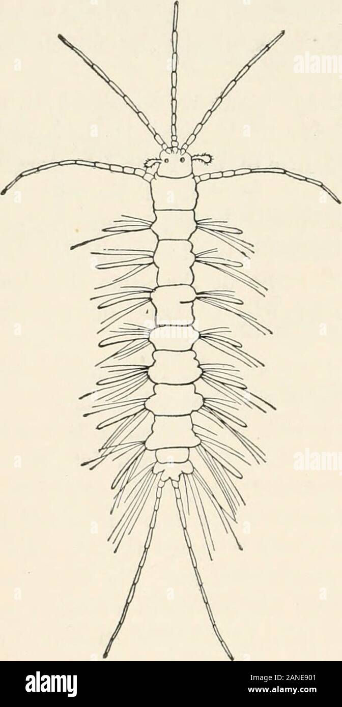 A text-book of entomology, including the anatomy, physiology ...