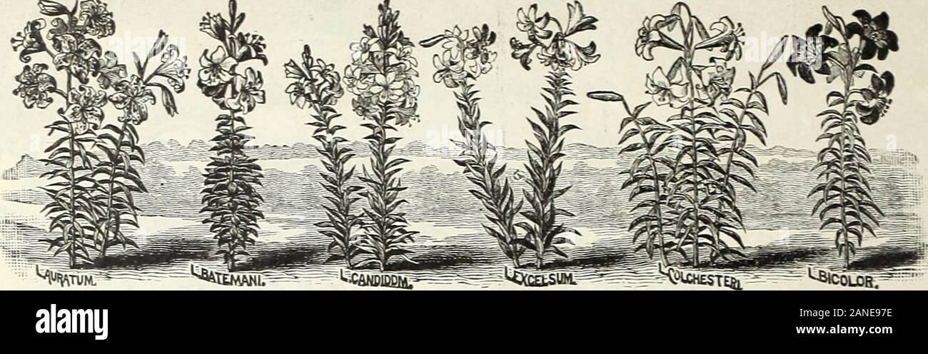 Scarica Gratis Images Black And White Ic Stock Photos Black And White Ic Stock Images actualisé