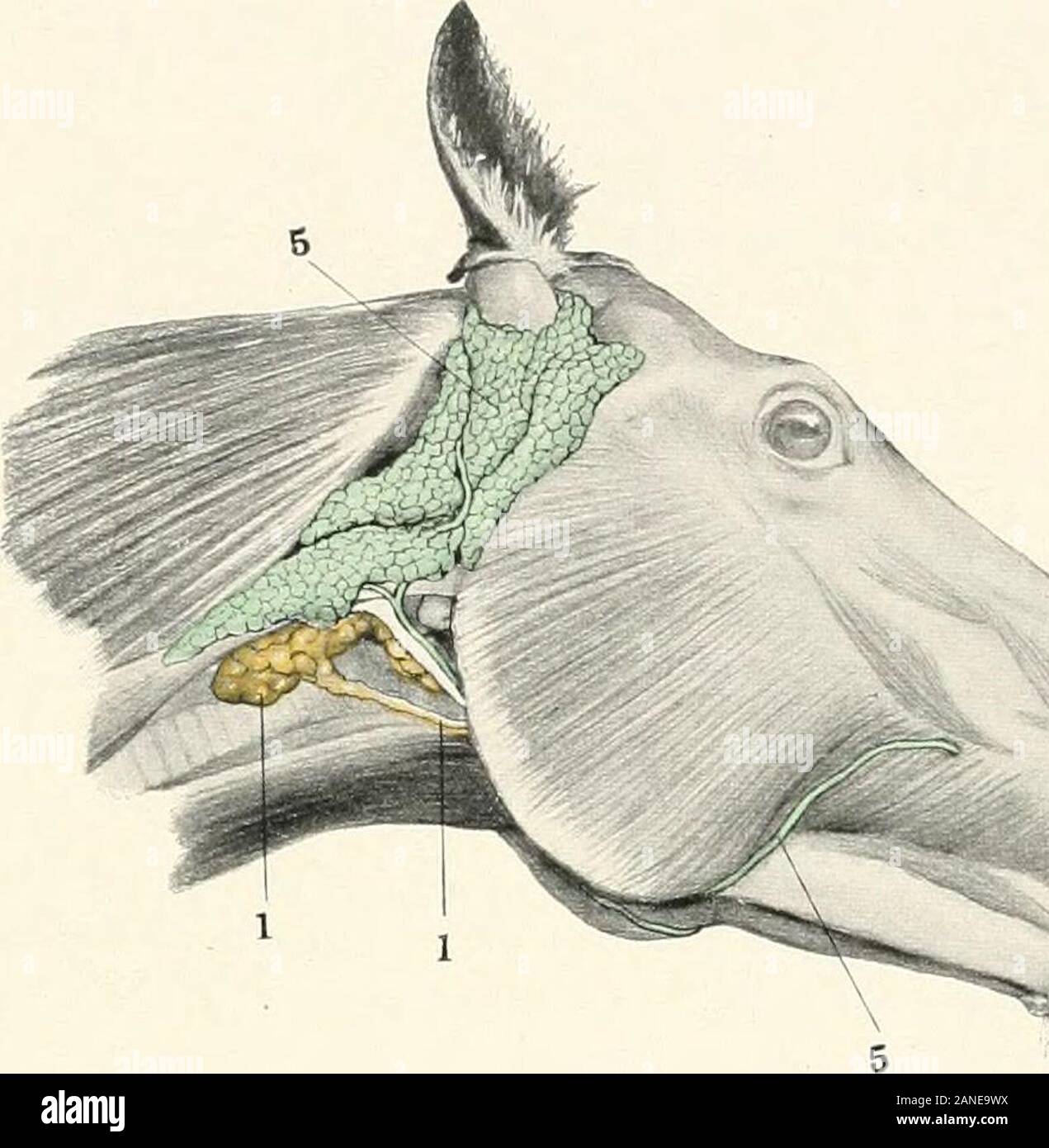 Contributions to the anatomy and development of the salivary glands in