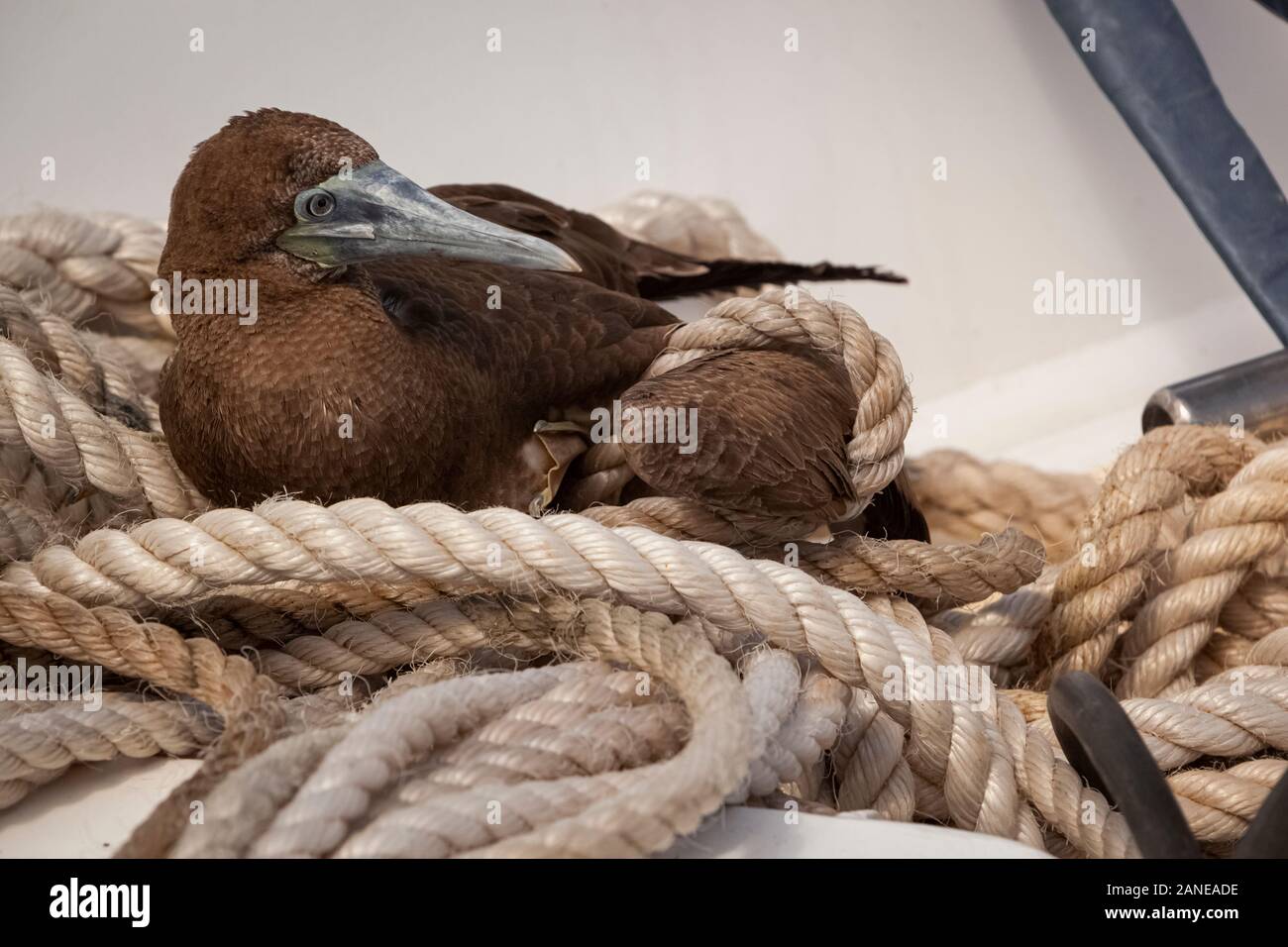 juvenile brown booby bird, Seabird trapped its wing on white hemp ship rope, close up and selective focus view, North Queensland Coasts Australia Stock Photo