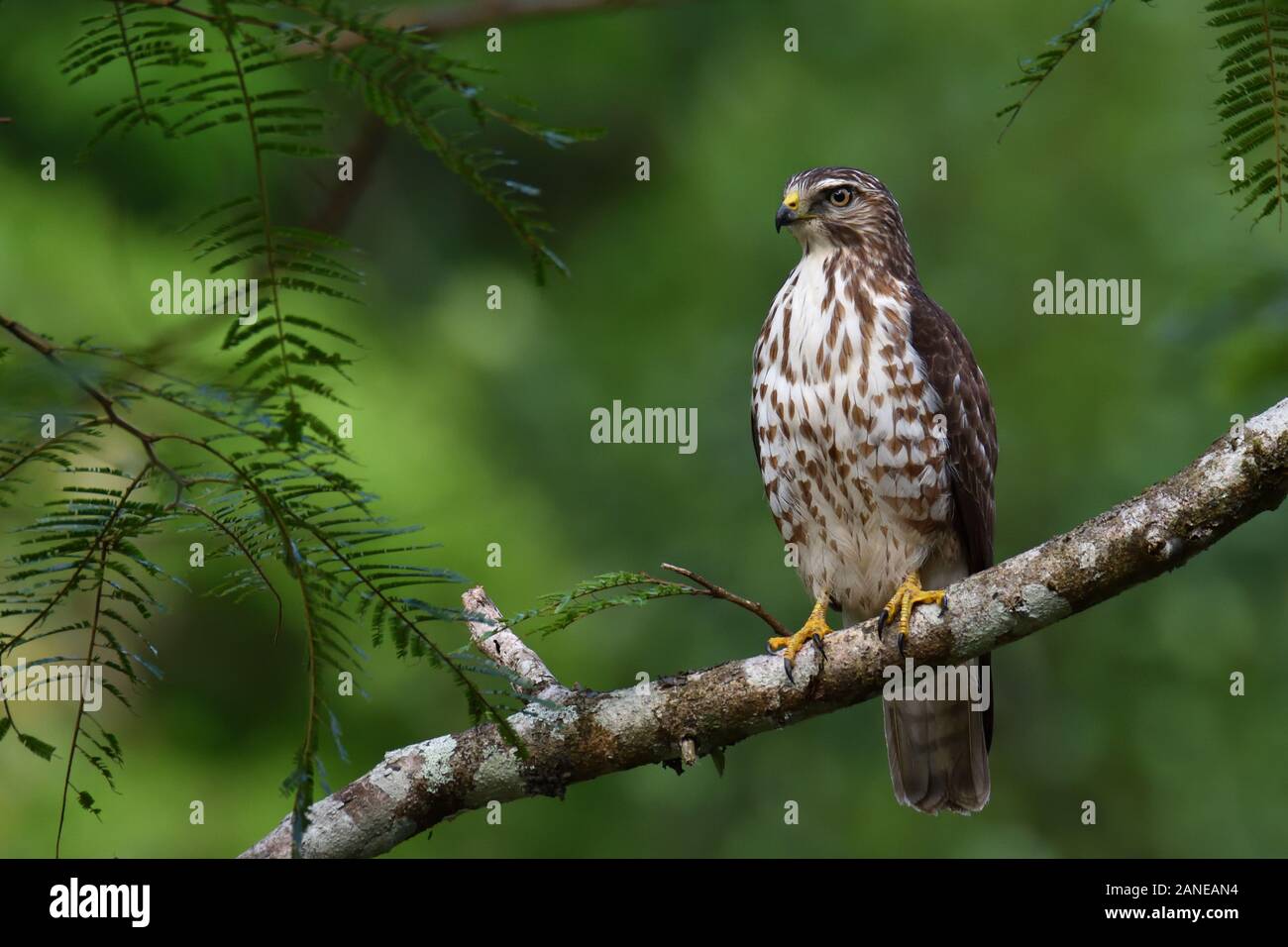 Broad winged hawks hires stock photography and images Alamy