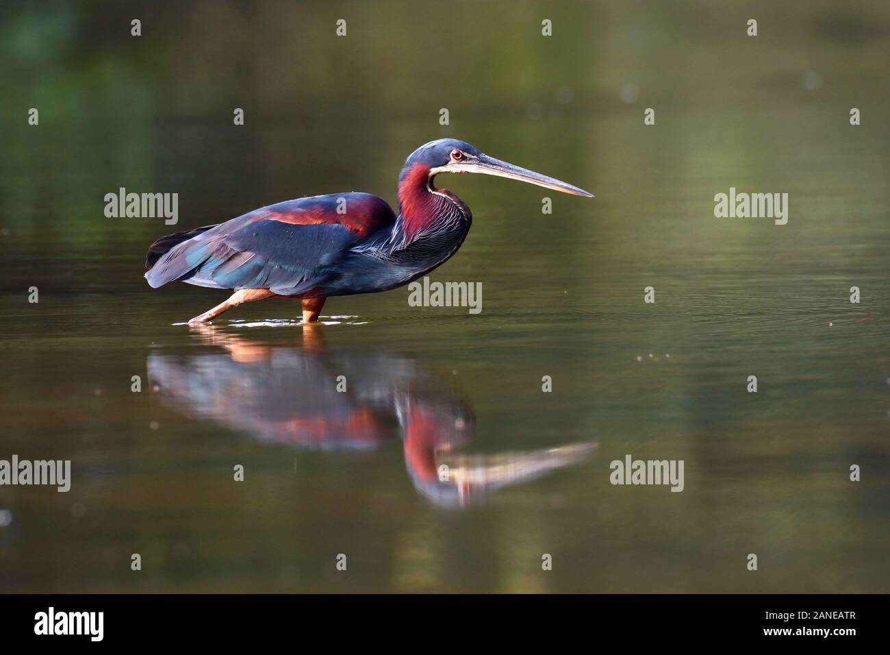 Agami Heron fishing in Costa Rica rainforest. This Heron is rare is very difficult to see. Is the most beautiful and rare Heron of Latin America. Stock Photo