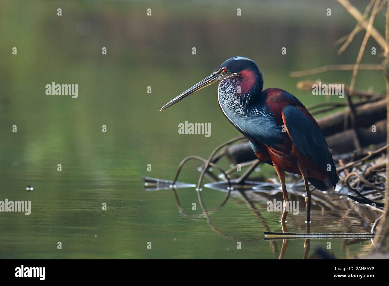 Agami Heron fishing in Costa Rica rainforest. This Heron is rare is very difficult to see. Is the most beautiful and rare Heron of Latin America. Stock Photo