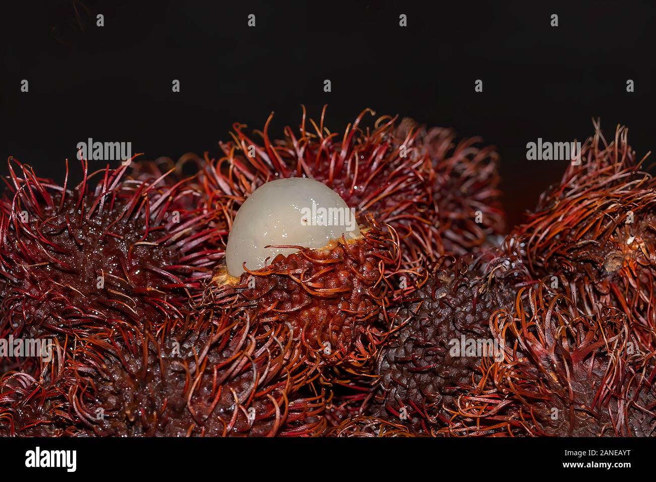 Rambutan tree hawaii hi-res stock photography and images - Alamy