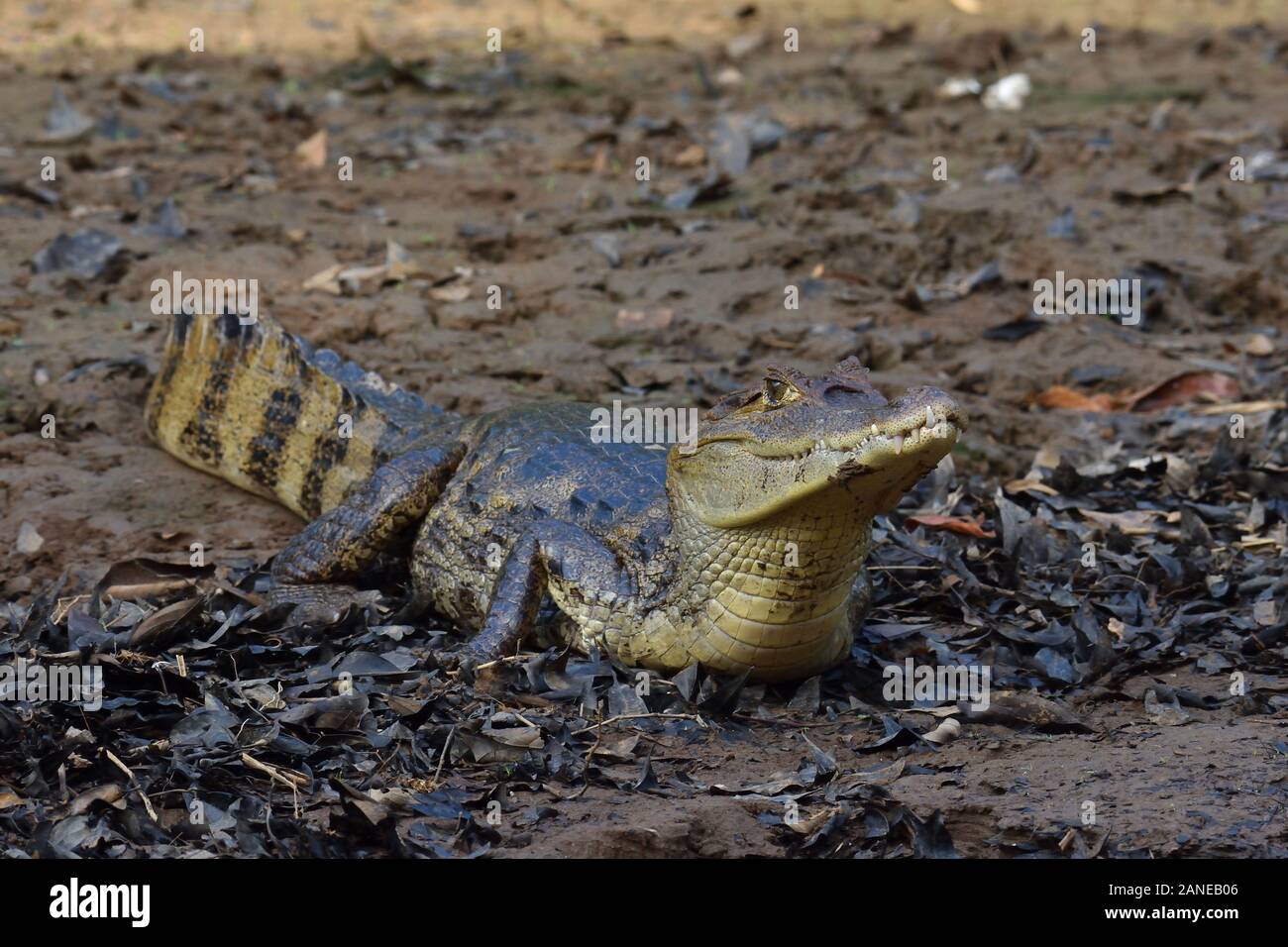 Spectacled Caiman in Costa Rican Swamp Stock Photo