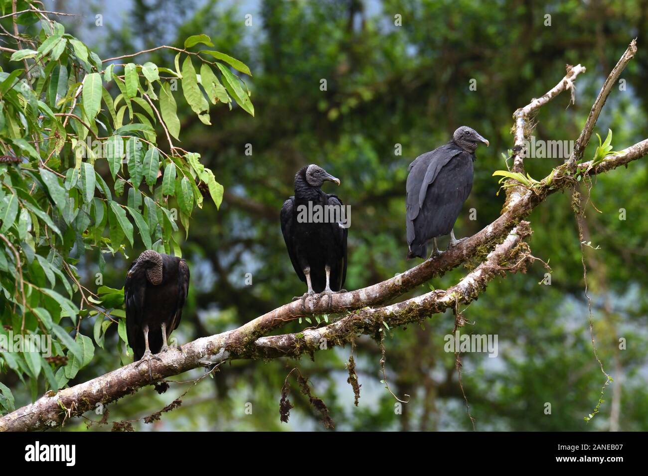 A black vulture in Costa Rican rainforest Stock Photo