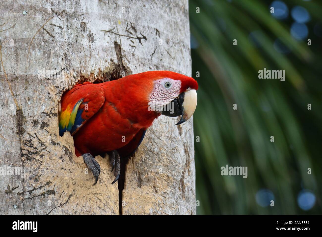 A Scarlet Macaw in to the nest in the old palm tree Stock Photo