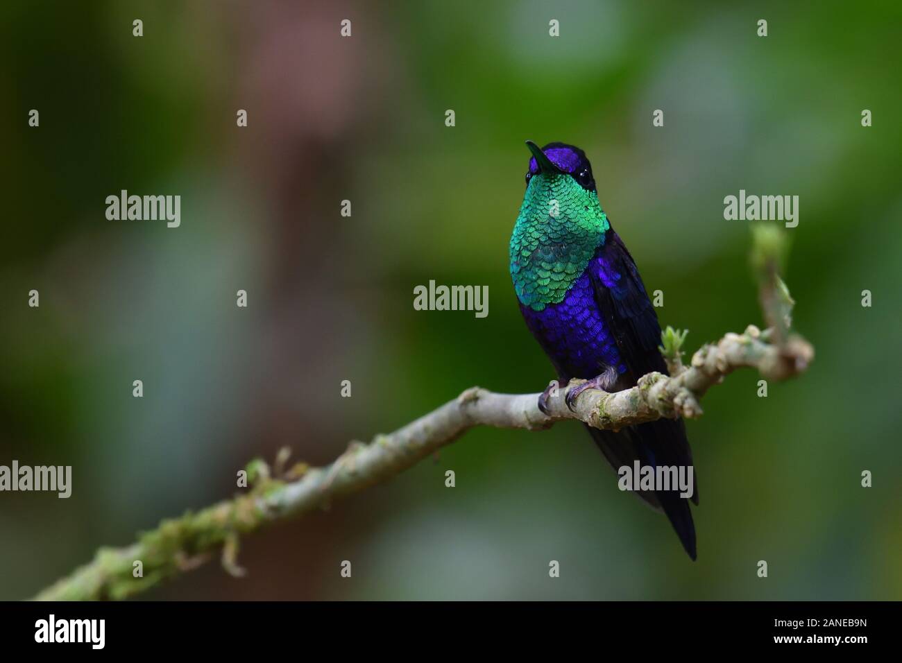 A Crowned Woodnymph hummingbird in Costa Rica rainforest Stock Photo ...