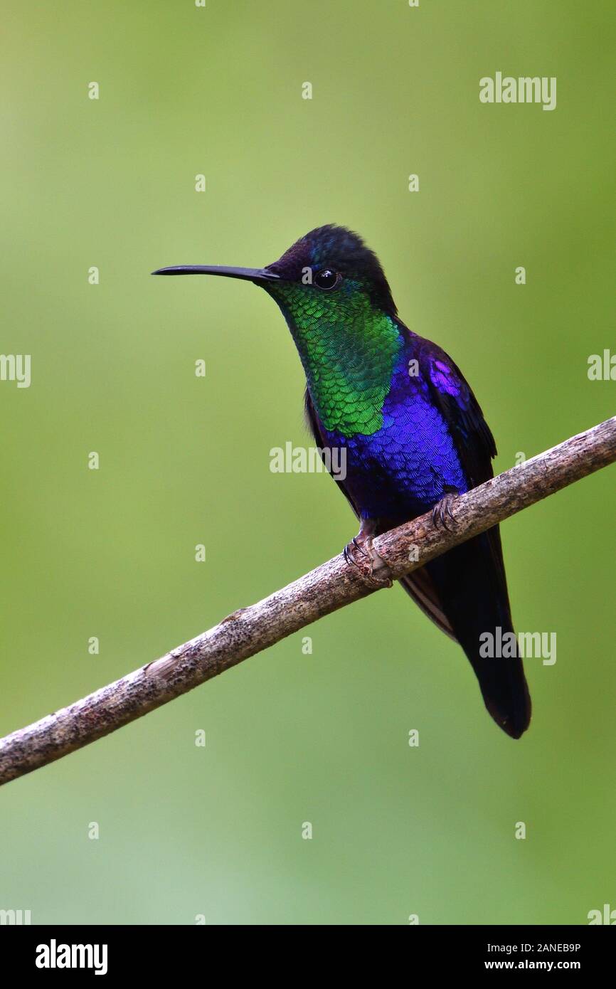 A Crowned Woodnymph hummingbird in Costa Rica rainforest Stock Photo ...