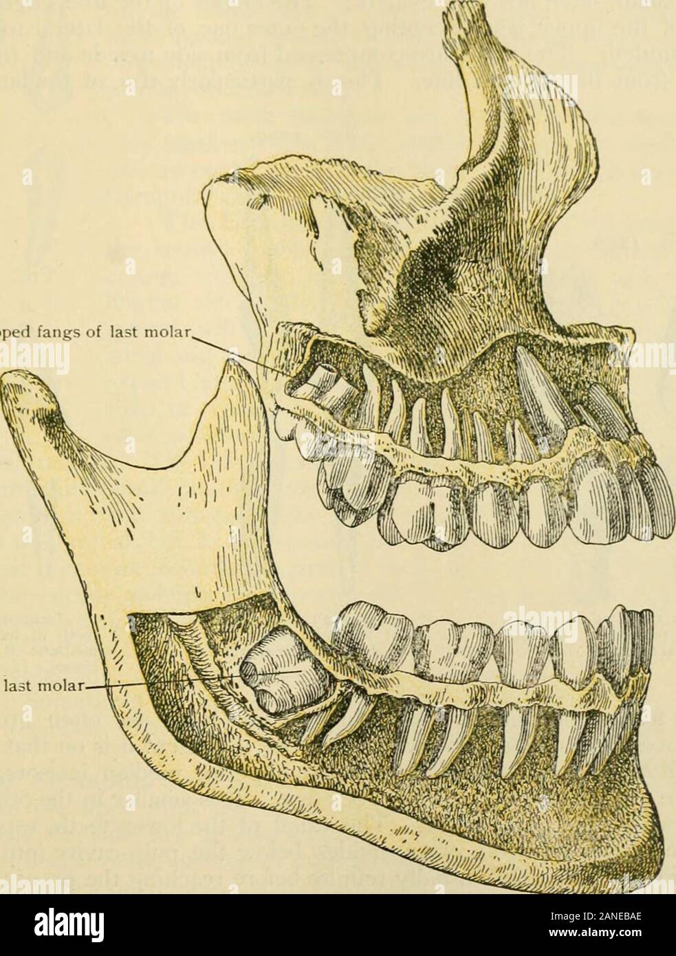 Human anatomy, including structure and development and practical considerations . ids and molars. Thesides against the other teeth are often called the median and distal, supposing theteeth to be implanted in a straight transverse line. This is not satisfactory in all See Homologies, page 1566. THK TKETII. 1543 cases. We shall speak instead of the inner antl outer sides of the incisors andcanines and of the anterior and posterior sides of the bicusi)ids and mcjlars. It theposition of liu- tooth in the jaw be remembered, no confusion is possible. The Incisors.—The croums are characterized by sl Stock Photo