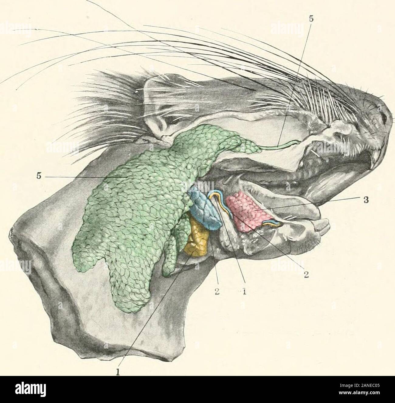 Contributions to the anatomy and development of the salivary glands in the mammalia . Plate XCIII Fig. 8. Hystrix Afric^-Australis — African Porcupine.Princeton University Morphological Museum, No. 1440. 1,1. SubmaxQlary gland and duct.2, 2. Greater sublingual gland and duct.J. Lesser sublingual glands.5, 5. Parotid gland and duct. PLATE XCII. Fig. S. Plate XCIV Fig. q. Fiber Zibethicus — Muskrat.Princeton University Morphological Museum, No. 460. 1. Submaxillary duct. la. Left submaxillary gland.lb. Right submaxillary gland. 2, 2. Greater sublingual gland and duct.J. Lesser sublingual glands. Stock Photo
