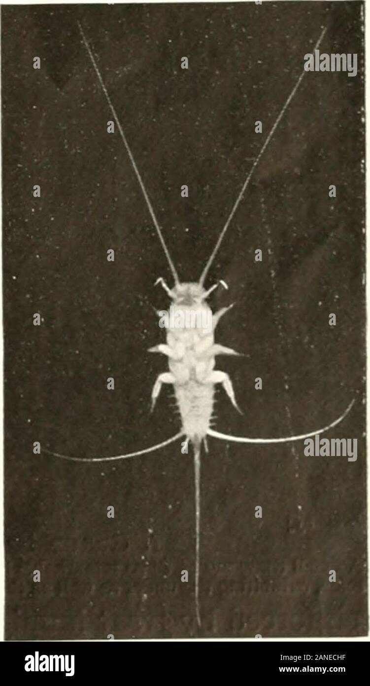 No Bone Insect Marvels of insect life ; a popular account of structure and habit . he ...