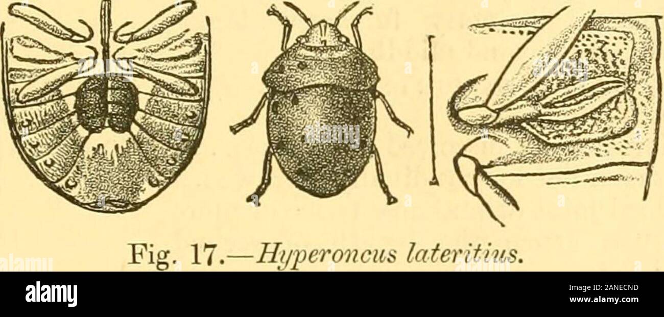 Broad rostrum hi-res stock photography and images - Alamy