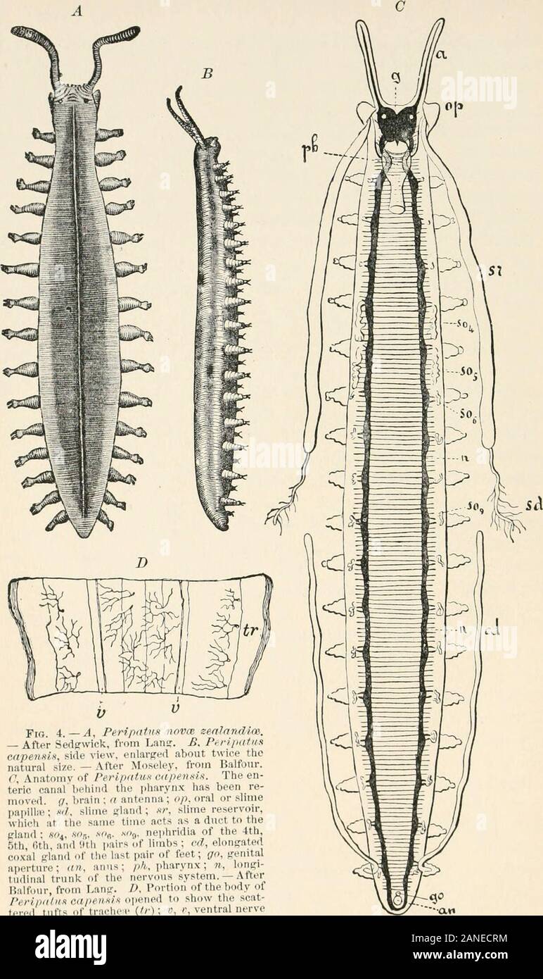 A text-book of entomology, including the anatomy, physiology, embryology and metamorphoses of insects, for use in agricultural and technical schools and colleges as well as by the working entomologist . al worm. The tracheae (Fig. 4, D, tr) are unbranched fine tubes, without aspiral thread, and are arranged in tufts, in P. edwardsii openingby simple orifices or pores (stigmata) scattered irregularly overthe surface of the body; but in another species (P. capensis) someof the stigmata are arranged more definitely in longitudinal rows,- on each side two, one dorsally and one ventrally. The stigm Stock Photo