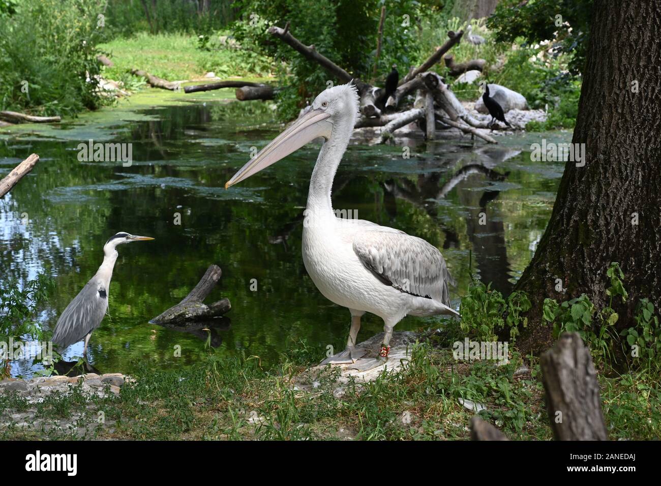 Zoo Schönbrunn Vienna Stock Photo