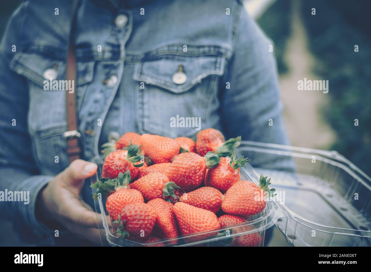 hands with fresh strawberries collected in farm Stock Photo - Alamy