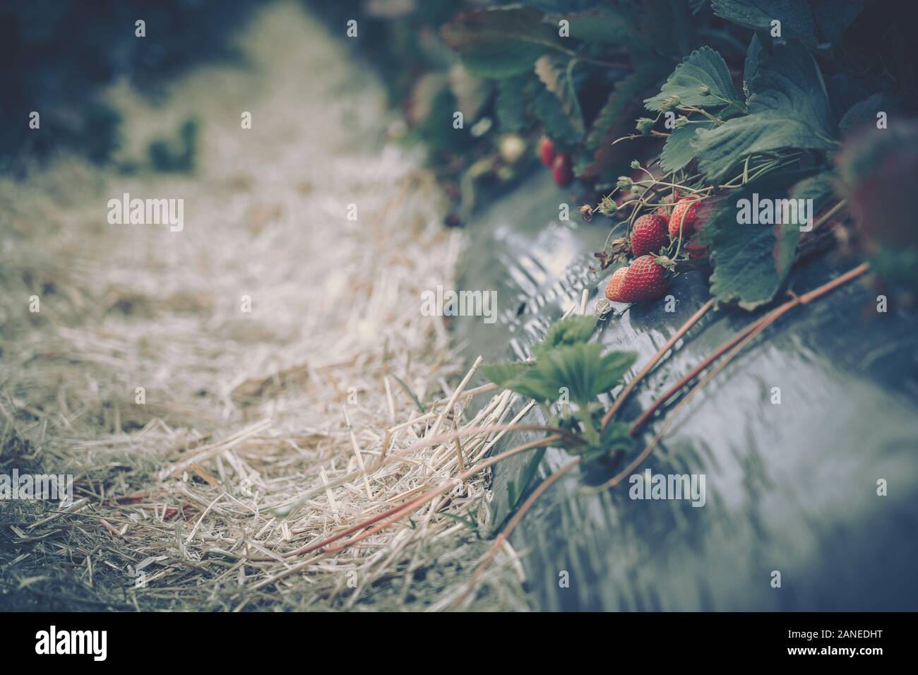 Fresh strawberries that are grown in farm Stock Photo - Alamy