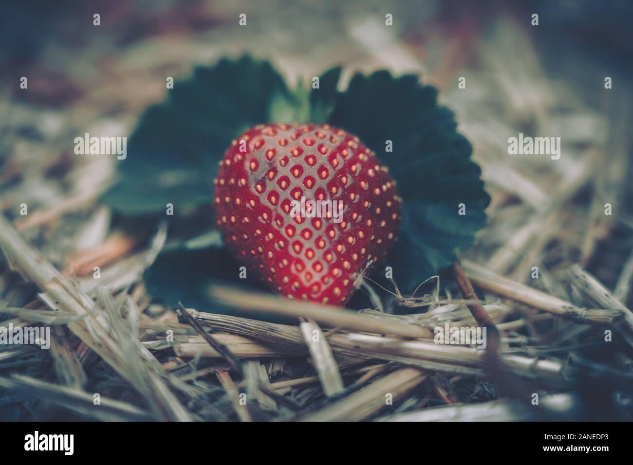 Fresh strawberries that are grown in farm Stock Photo - Alamy