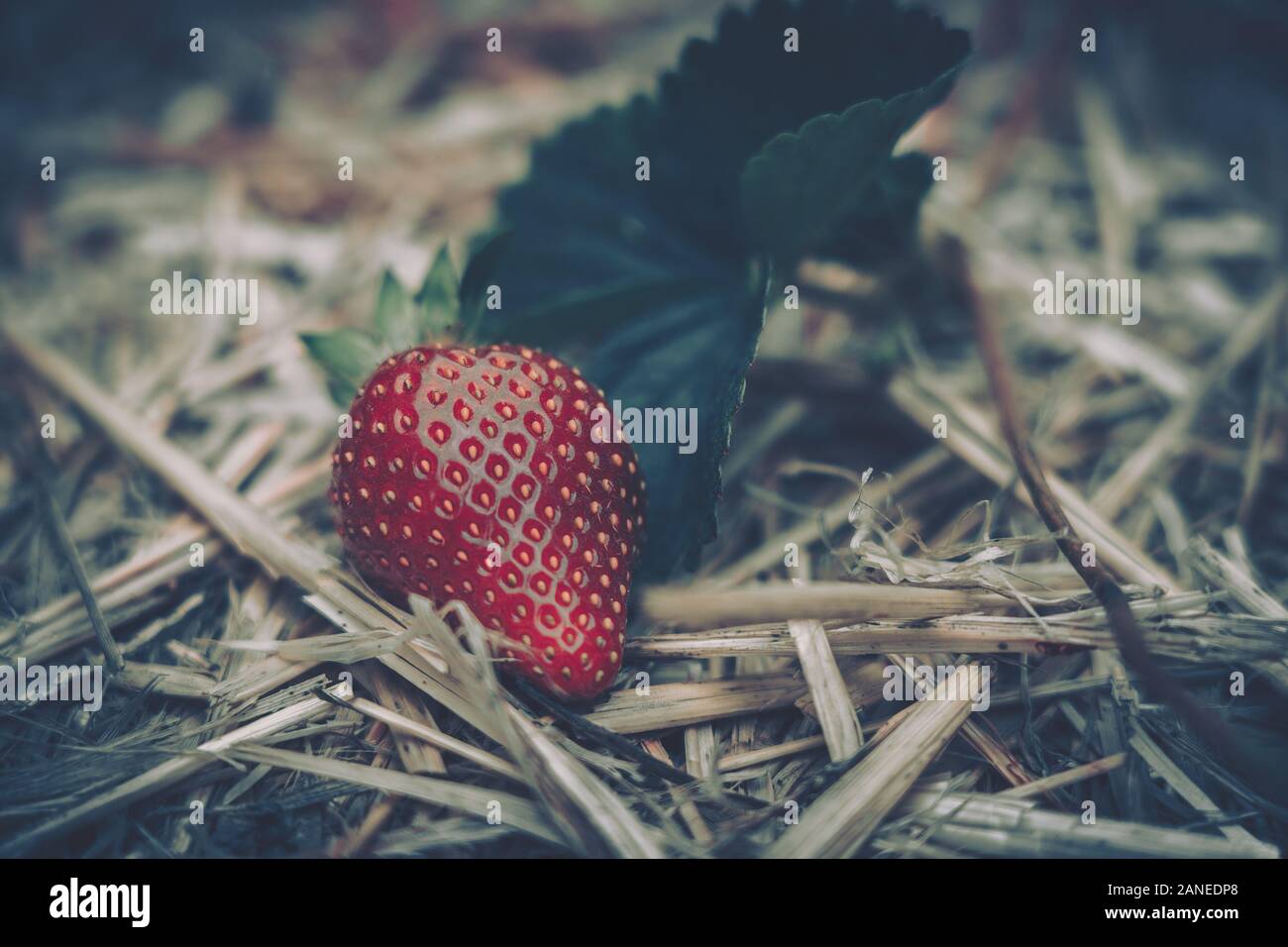 Fresh strawberries that are grown in farm Stock Photo Alamy