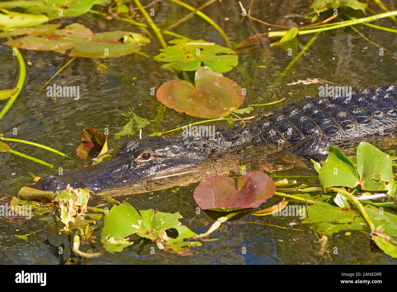 American Alligator in the Everglades in Florida Stock Photo