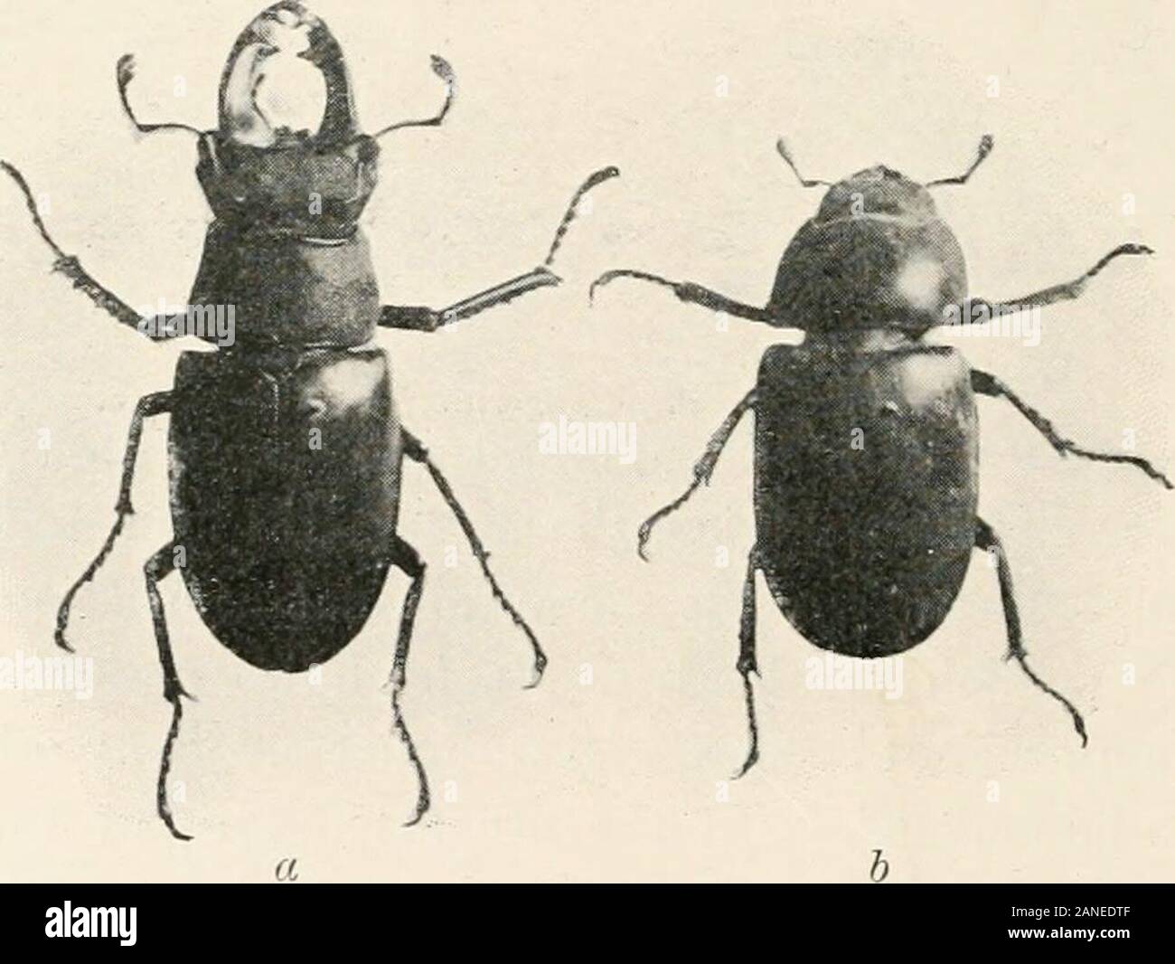 Forest entomology . re, the student would do well torefer to figs. 41 and 42, together with the explanation as given by1 Rye, British Beetles, p. 41. 42 FOREST ENTOMOLOGY. Fowler. These points should be thoroughly mastered, as the readydiscrimination of species from a systematic point of view will dependupon the same. Family LUCANID.E. Fowler says that the three British genera of the Lucanidae maybe distinguished as follows :— I. Eyes more or less divided ; ligula and maxillae covered by thementum ; antennae geniculate ; posterior femora extendingbeyond margin of elytra.1. Eyes divided for sca Stock Photo