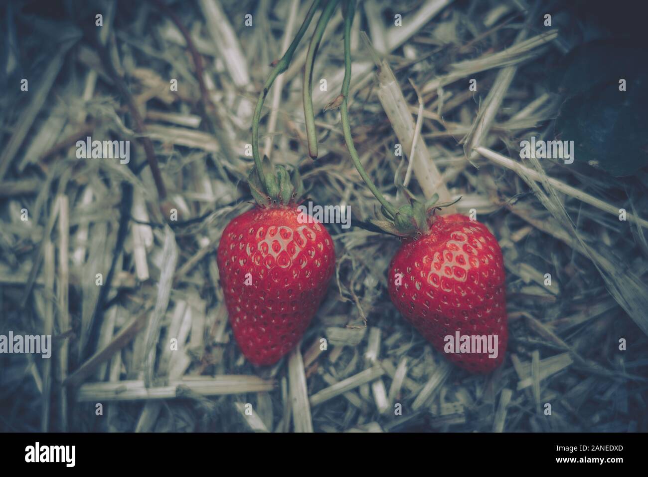 Fresh strawberries that are grown in farm Stock Photo - Alamy