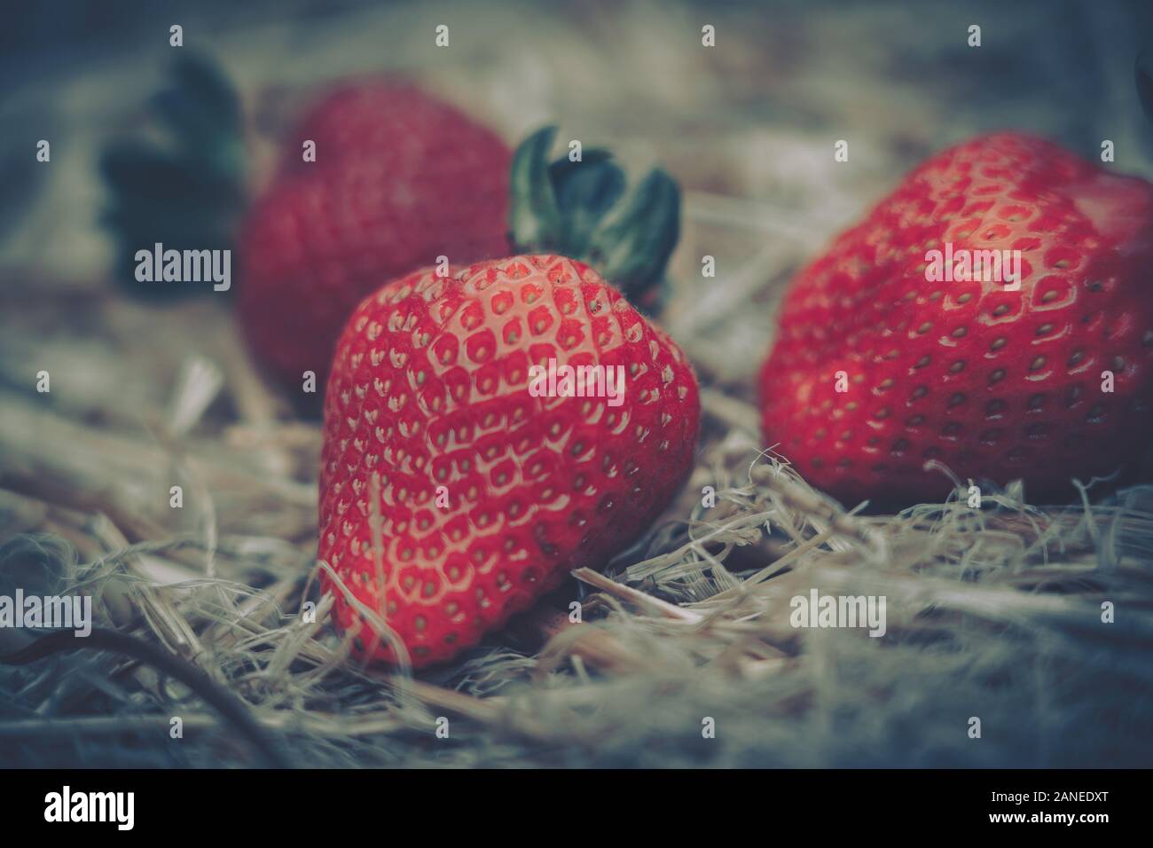 Fresh strawberries that are grown in farm Stock Photo - Alamy