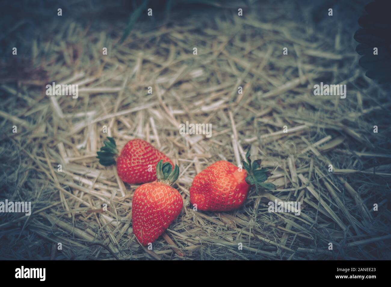 Fresh strawberries that are grown in farm Stock Photo - Alamy