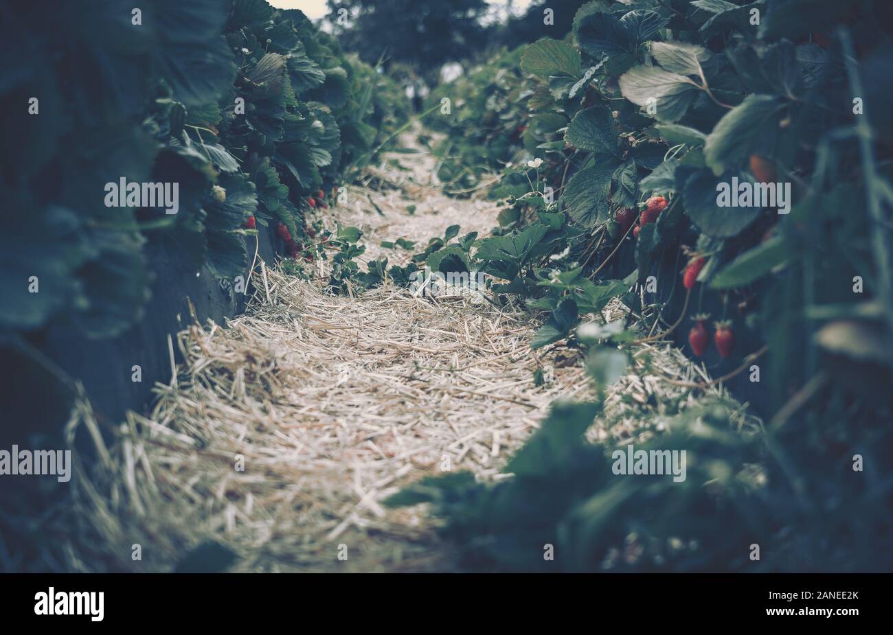 Fresh strawberries that are grown in farm Stock Photo - Alamy