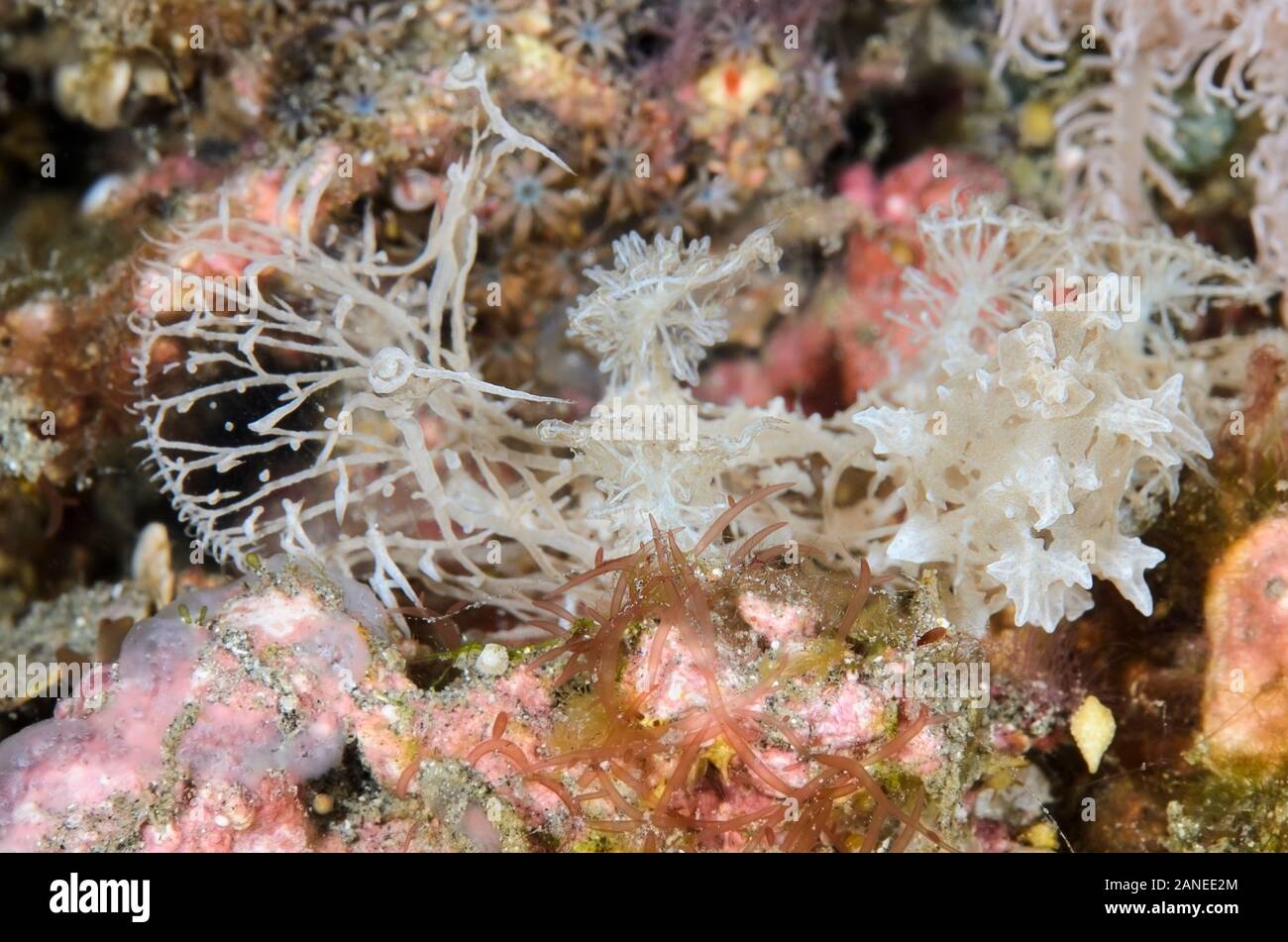 sea slug or nudibranch, Melibe colemani, Lembeh Strait, North Sulawesi, Indonesia, Pacific Stock Photo