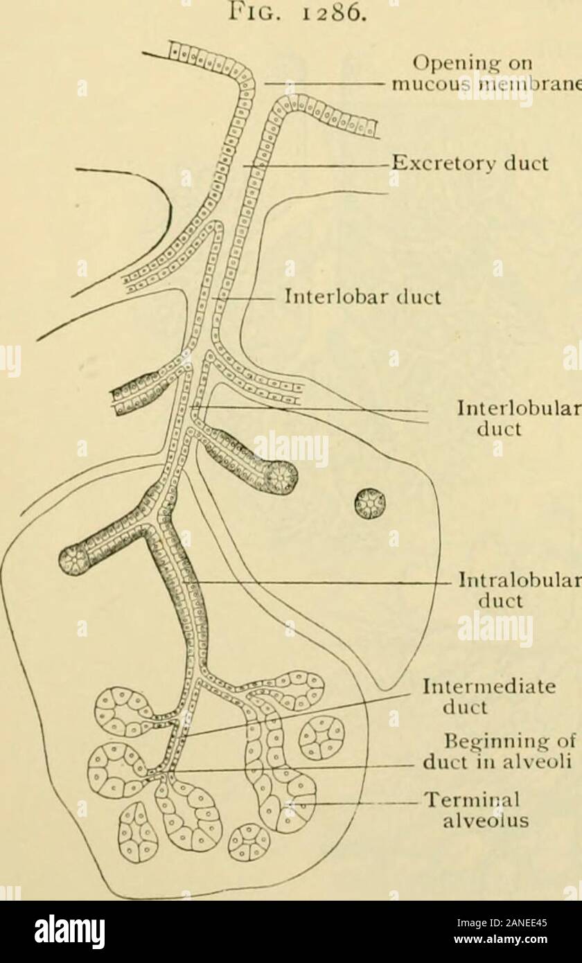 Human anatomy, including structure and development and practical considerations . pending upon the number of those associated to compose the gland.These units correspond to the groups of terminal compartments, or alveoli, con-nected with a single ultimate division of the duct-system. The alveoli or acini containthe secreting cells, and are limited externally by a basement membrane, often welldeveloped, which supports the glandular epithelium and separates the latter from theblood- and lymph-vessels that surround the acinus. The alveoli belonging to the same intermediate duct, held together by Stock Photo