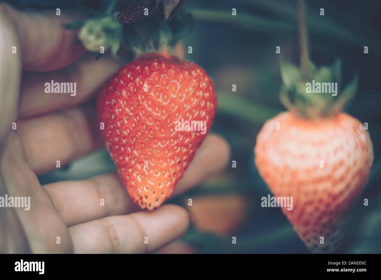 hands with fresh strawberries collected in farm Stock Photo - Alamy