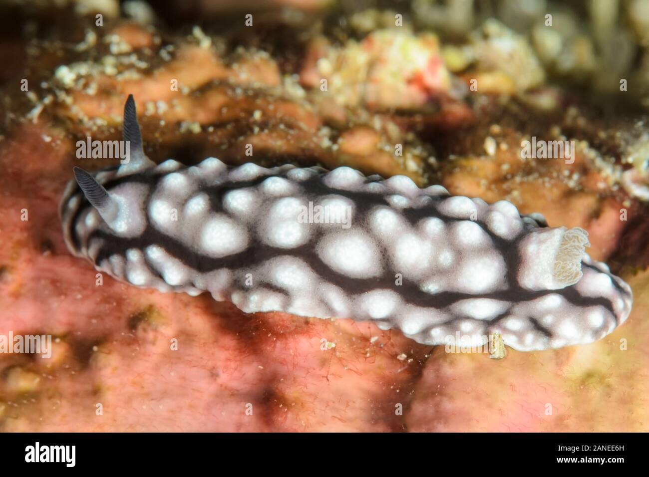 sea slug or nudibranch, Paradoris liturata, mimics the toxic Phyllidiella pustulosa nudibranch, Lembeh Strait, North Sulawesi, Indonesia, Pacific Stock Photo
