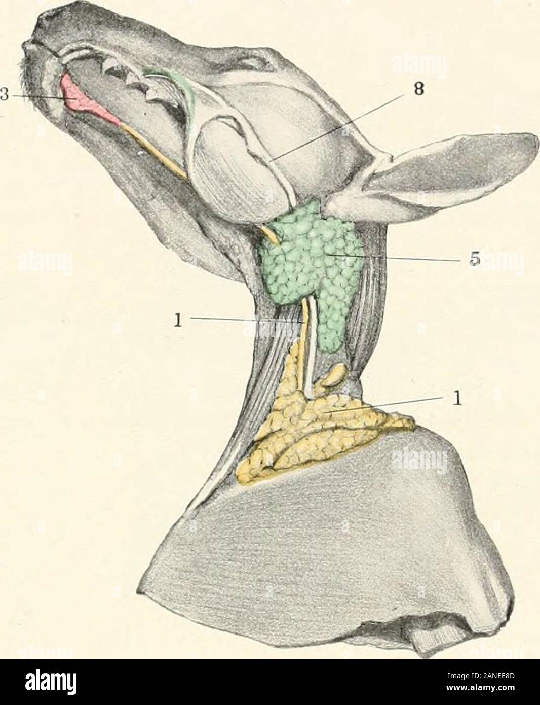 Parotid salivary glands hi-res stock photography and images - Alamy