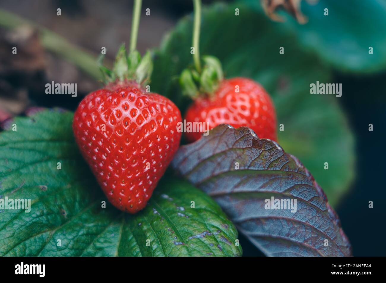 Fresh strawberries that are grown in farm Stock Photo - Alamy