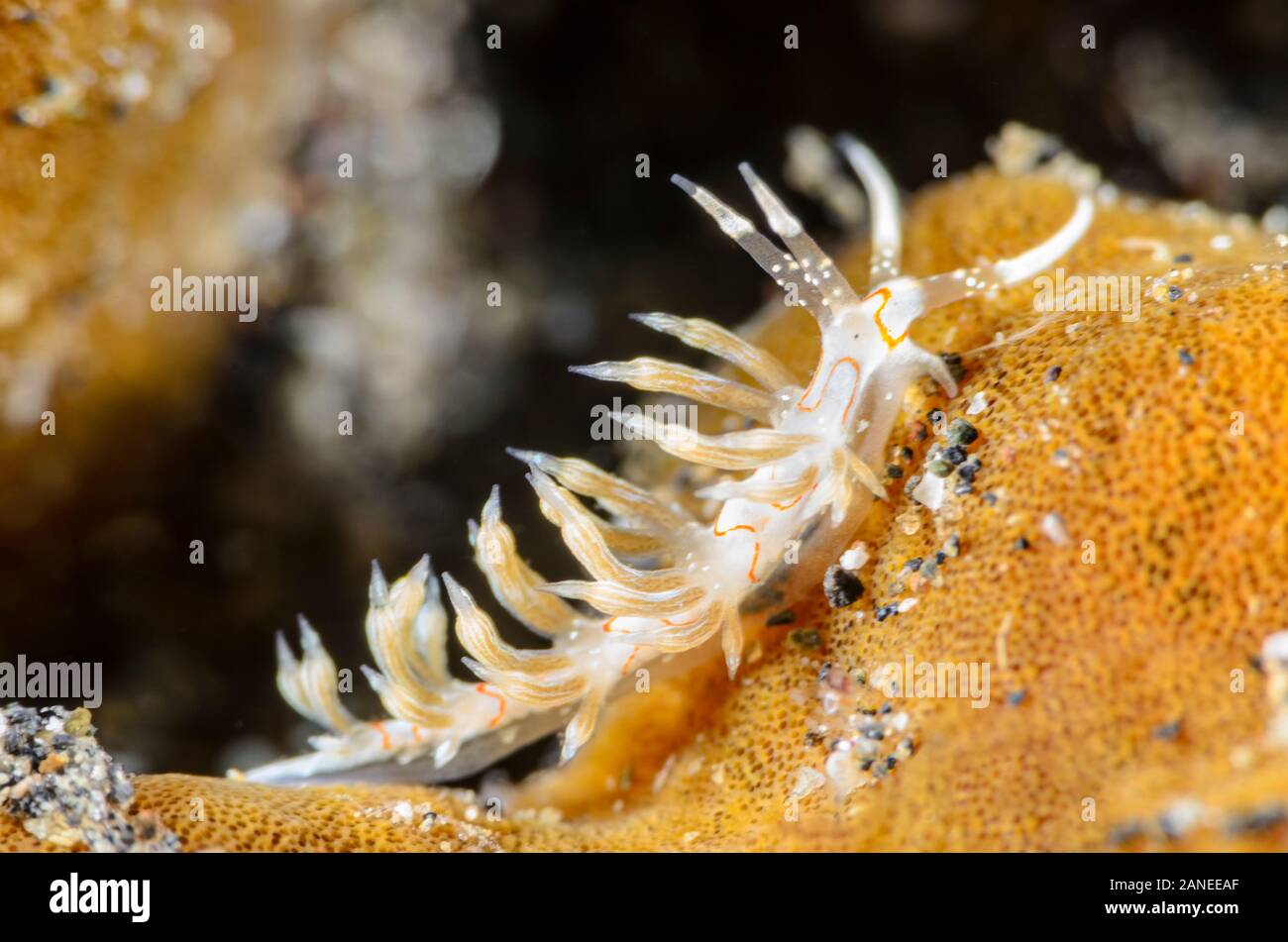 sea slug or nudibranch, Cratena simba, Lembeh Strait, North Sulawesi, Indonesia, Pacific Stock Photo
