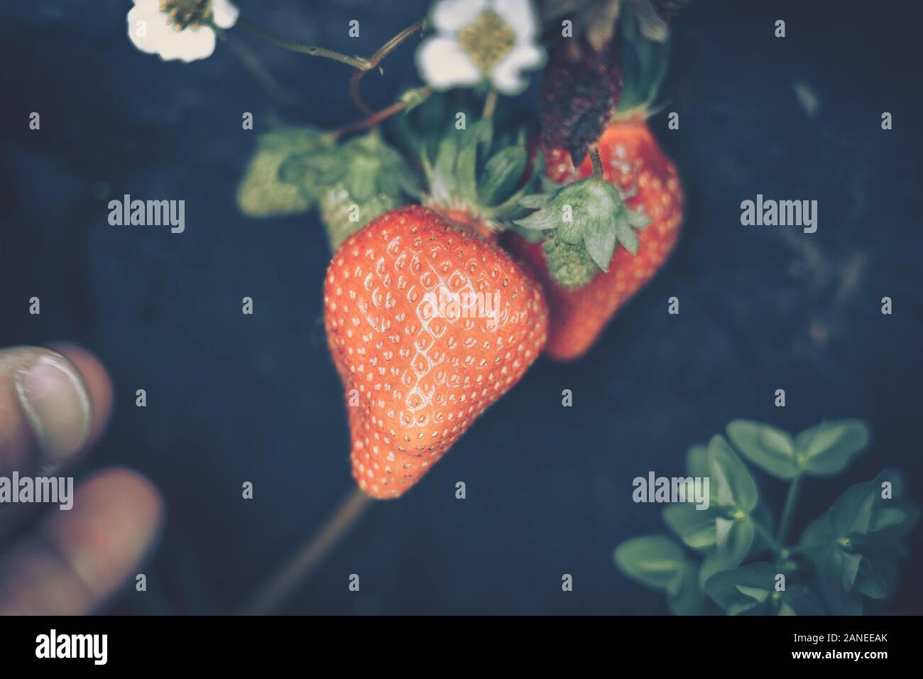 Fresh strawberries that are grown in farm Stock Photo - Alamy