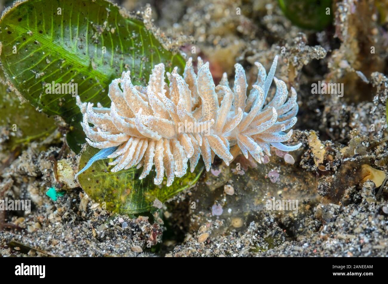 sea slug or nudibranch, Phyllodesmium crypticum, Lembeh Strait, North Sulawesi, Indonesia, Pacific Stock Photo