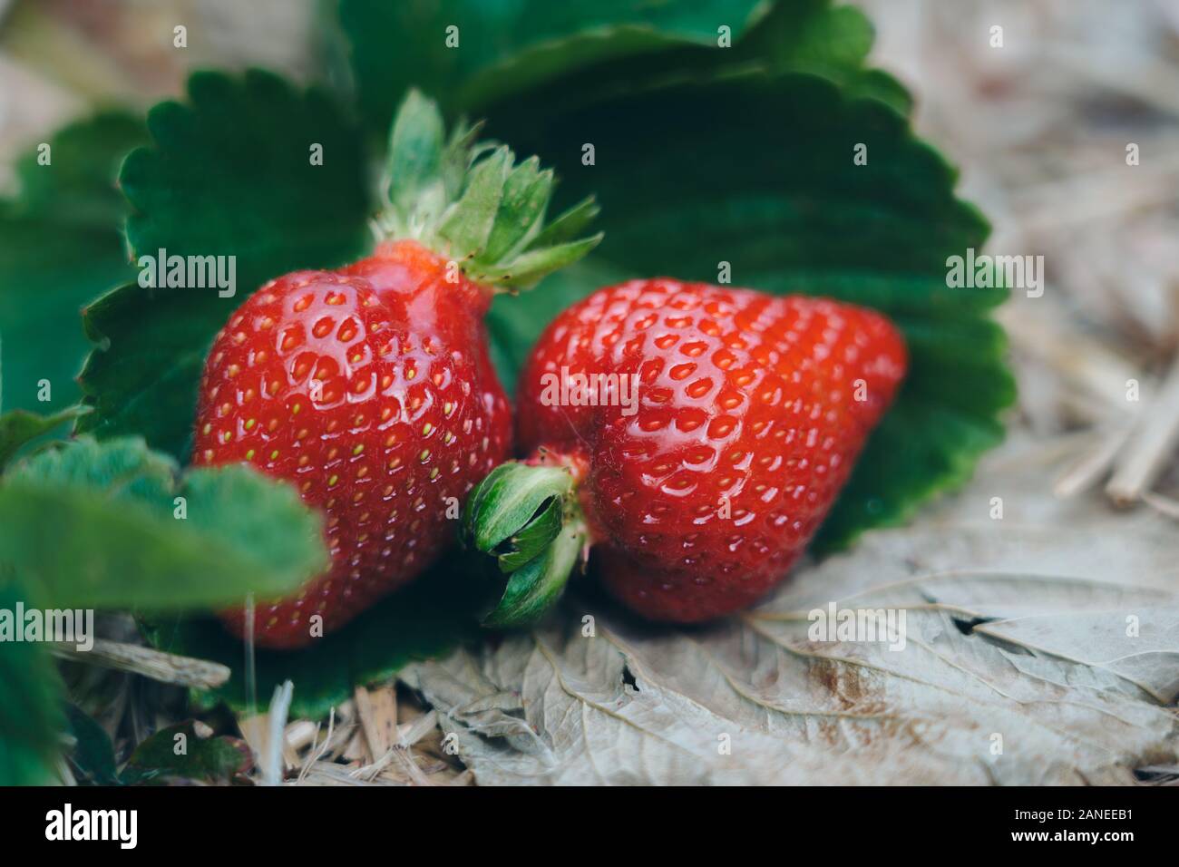Fresh strawberries that are grown in farm Stock Photo - Alamy