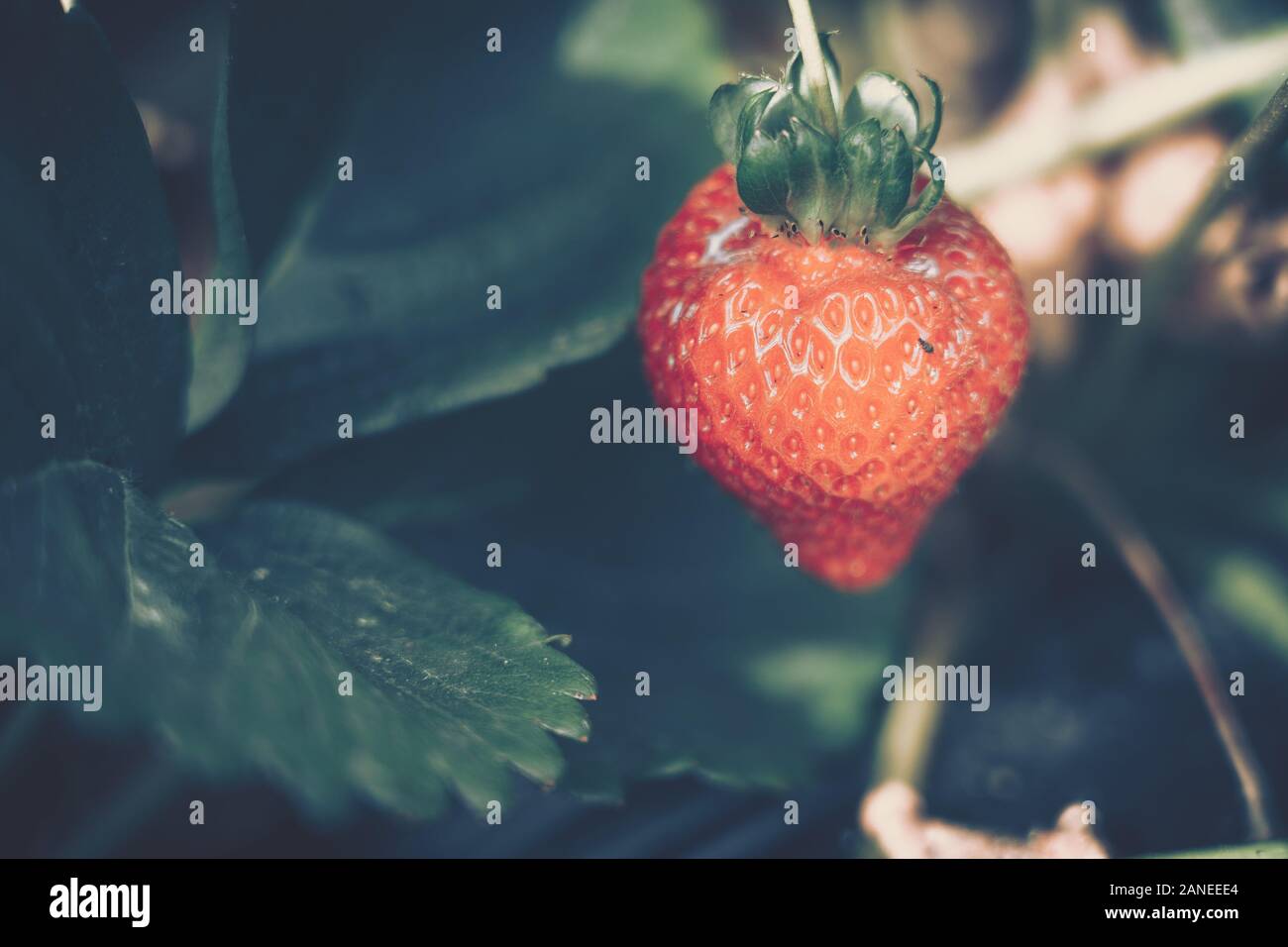 Fresh strawberries that are grown in farm Stock Photo - Alamy