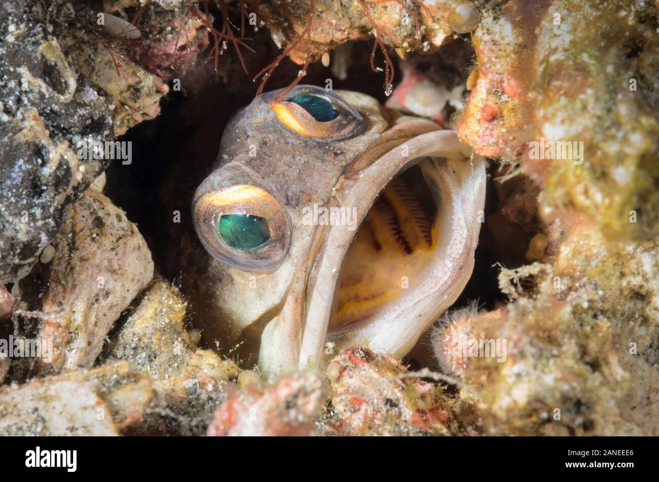 Gold-specs Jawfish, Opistognathus randalli, Lembeh Strait, North Sulawesi, Indonesia, Pacific Stock Photo