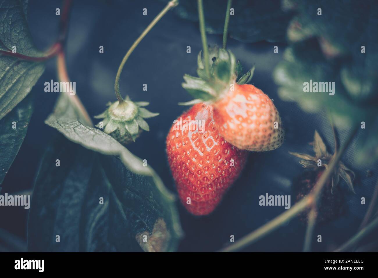 Fresh strawberries that are grown in farm Stock Photo - Alamy
