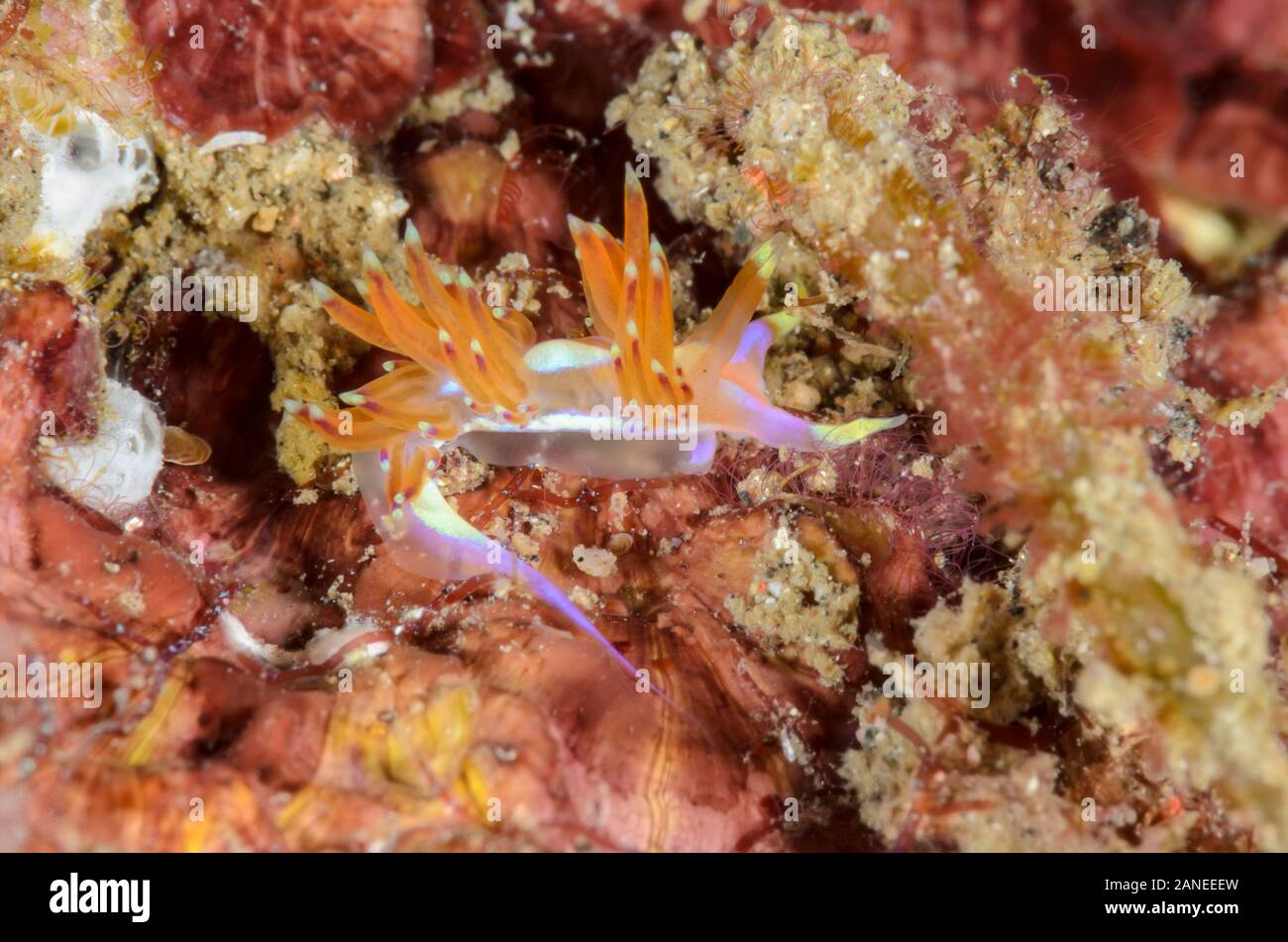 sea slug or nudibranch, Godiva sp., Lembeh Strait, North Sulawesi, Indonesia, Pacific Stock Photo