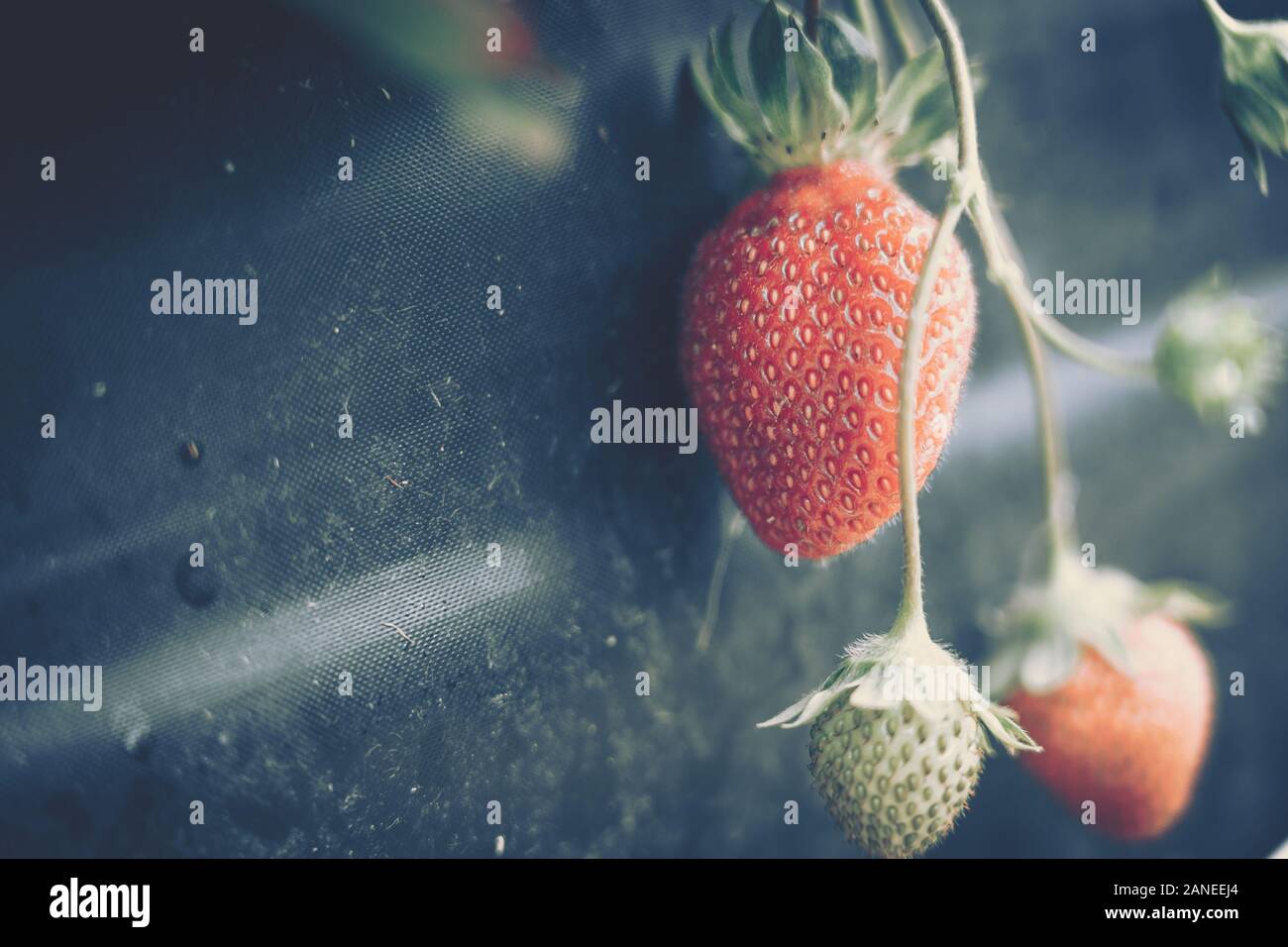 Fresh strawberries that are grown in farm Stock Photo - Alamy