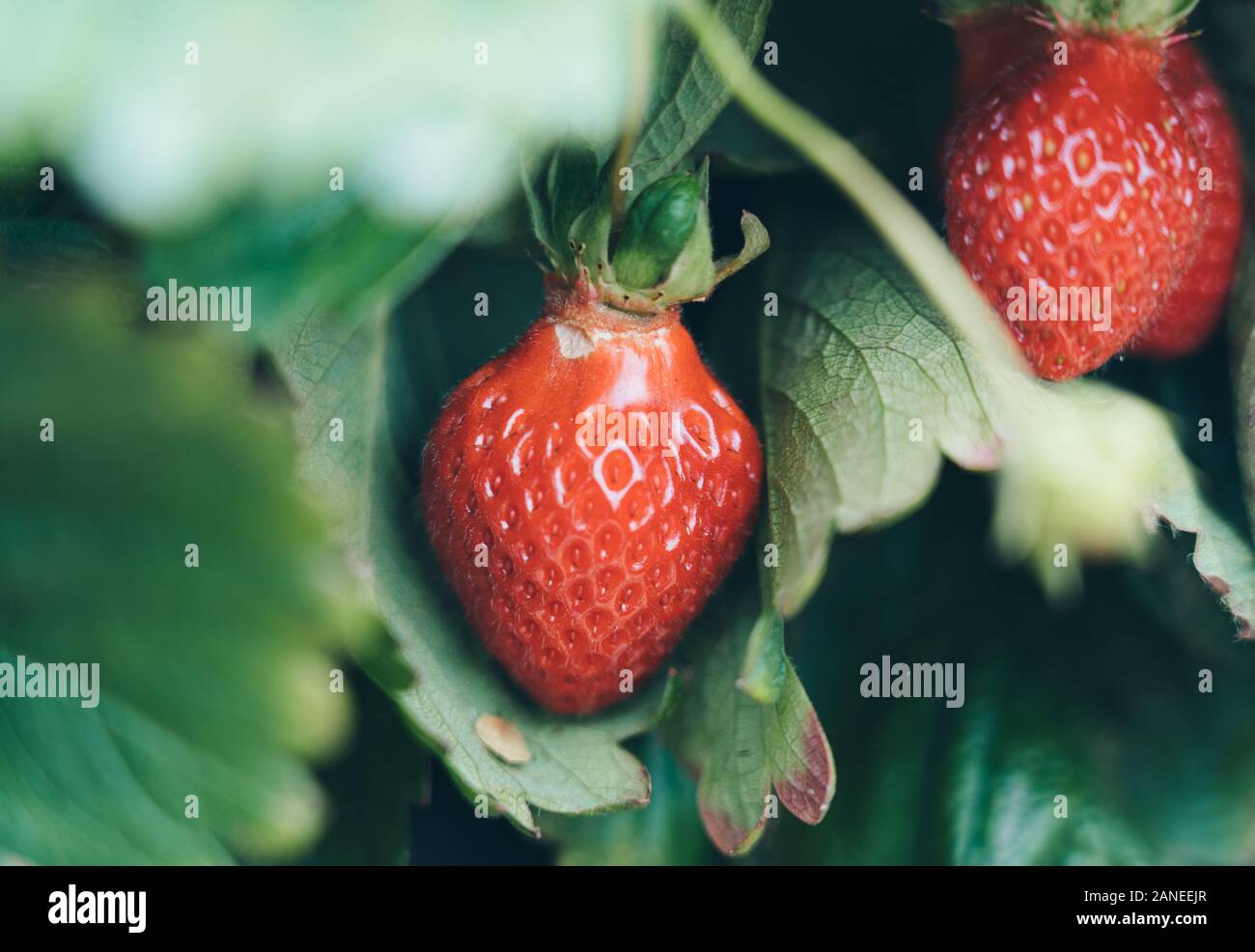 Fresh strawberries that are grown in farm Stock Photo - Alamy