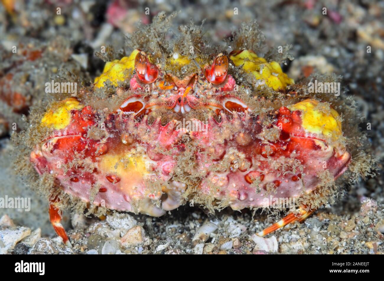 Two Horn Box Crab, Calappa bicornis, Lembeh Strait, North Sulawesi, Indonesia, Pacific Stock Photo