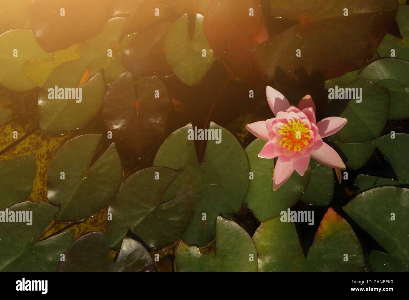 Beautiful pink waterlily or lotus flower on the water in pond Stock ...