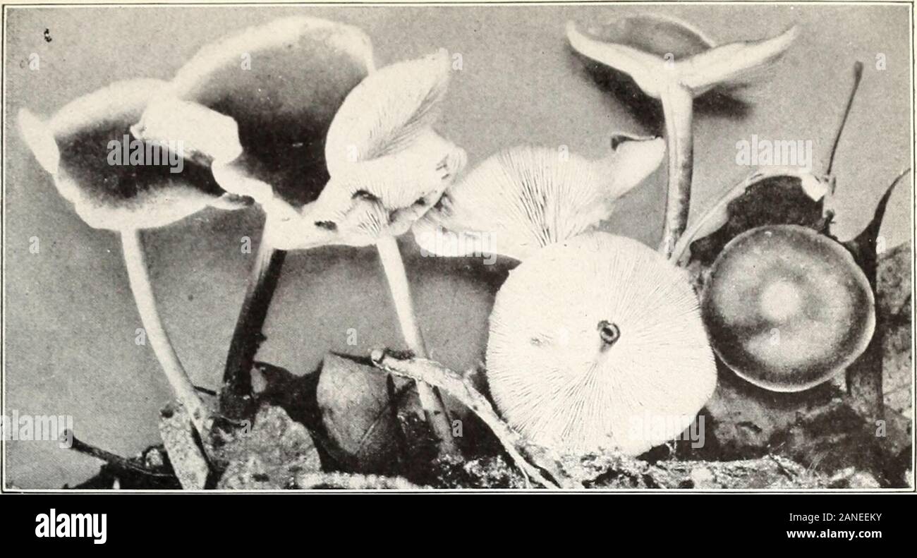 Mushrooms and other common fungi . Fig. 2.—Tricholoma terreum. (Ediblej ? - &gt;^ps. ^M^^$ y^ « FiG; 3.—Tricholoma equestre, Showing Habitat, i Edible.) Bui. 1 75, U. S. Dept of Agriculture. Plate XV. &gt;. i FlQ. 1.—COLLYBIA BUTYRACEA. (EDIBLE.) Stock Photo