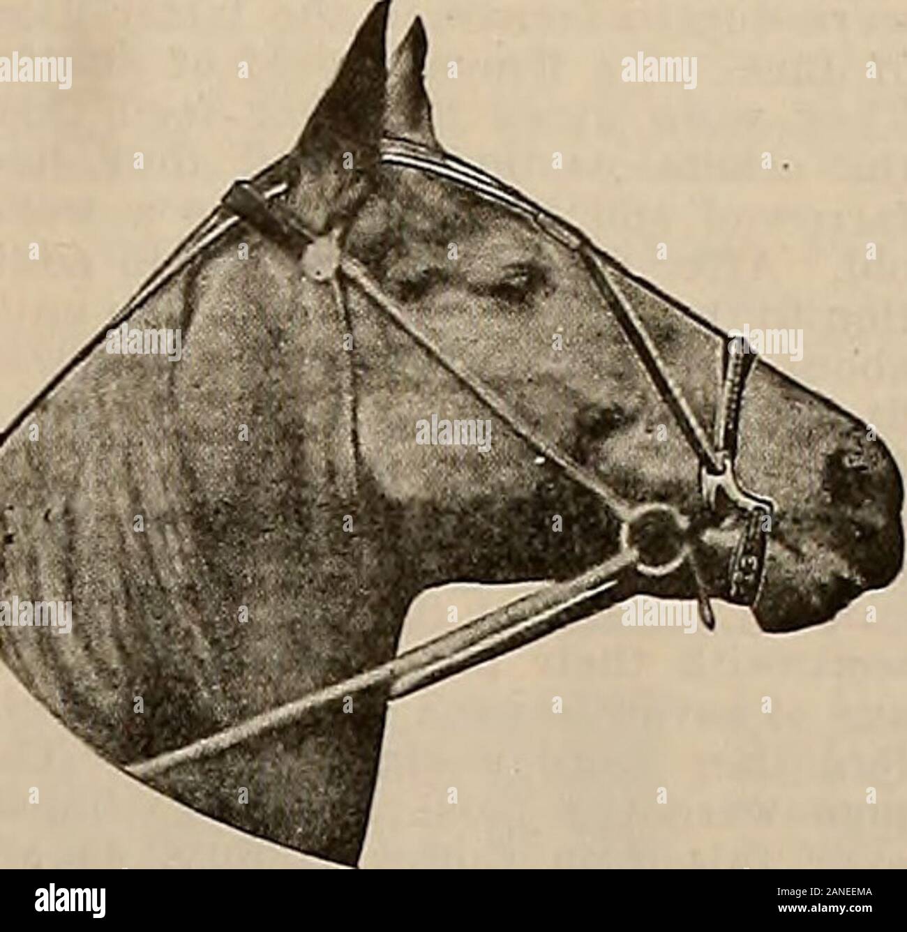 Improved check rein hires stock photography and images Alamy