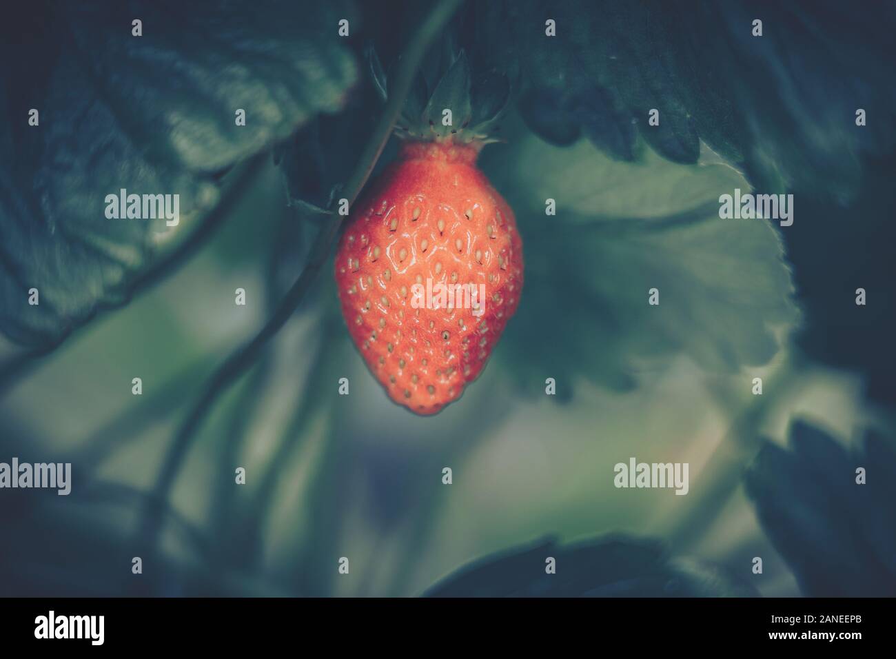 Fresh strawberries that are grown in farm Stock Photo - Alamy